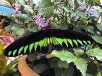 Malaysia. Cameron Highlands. Im Schmetterlingspark