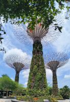 Singapur. Gardens by the Bay Supertrees
