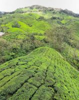 Malaysia. Cameron Highlands. Teeplantagen