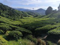 Malaysia. Cameron Highlands. Teeplantagen