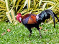 krähende Hähne im Fort Siloso auf Sentosa Island Singapur