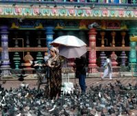 Taubenfütterung vor der Tempelanlage 