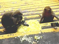 Langschwanzmakaken beim Verspeisen von Blüten in den 