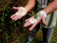 die natürlichen Kräfte der Pflanzen im Taman Negara NP