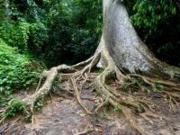 Wurzeln der Urwaldbäume imn Taman Negara NP