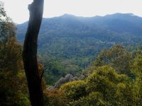 Blick in den Regenwald von einem Aussichtspunkt im Taman Negara NP