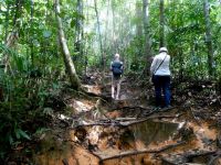 weiter geht es nach oben im Taman Negara NP