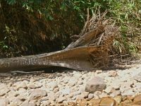 umgekippte Bäume im Taman Negara NP