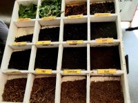 verschiedene Stadien der Teeverarbeitung