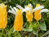 Blütenpracht am Wegesrand in den Cameroon Bergen