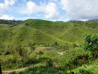 Teeplantagen so weit das Auge reicht