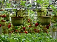 Erdbeerkultur in Töpfen