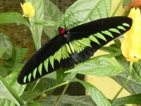 im Schmetterlingspark 