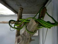 grüne Baumschlange im Schmetterlingspark