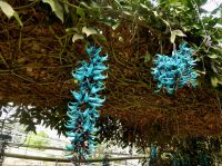 Orchideenprachjt im Schmetterlingspark