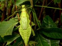 eine Riesenheuschrecke im Schmetterlingspark