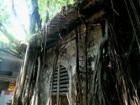 von Würgefeigen eingewachsene Häuser