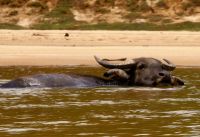 badende Wasserbüffel im Taman Negara NP