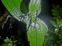 Insekten bei der Nachtwanderung im Taman Negara NP