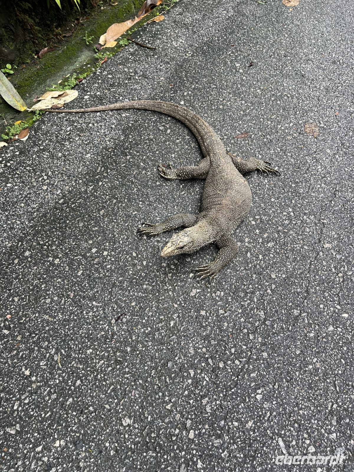 Waran, Botanischer Garten, Singapur.jpeg