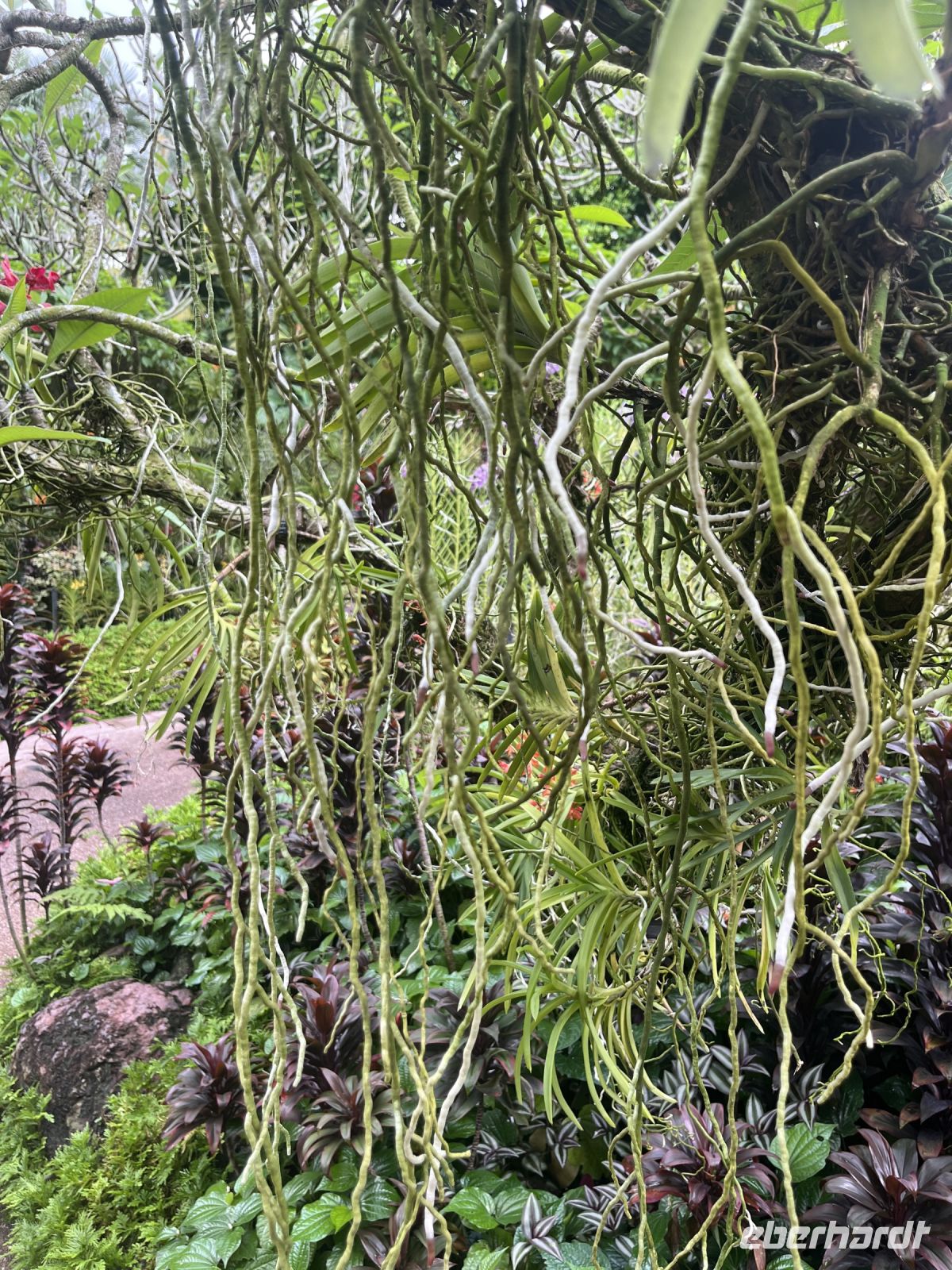 Orchideen, Orchideen Garten, Botanischer Garten, Singapur.jpeg