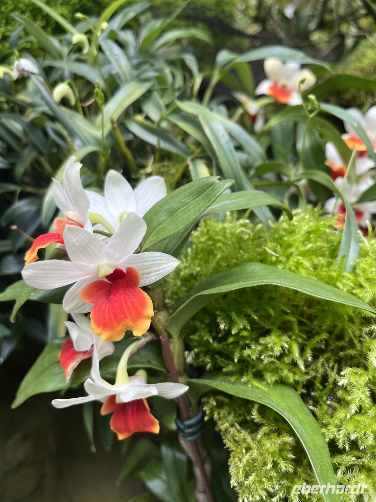 Orchideen, Orchideen Garten, Botanischer Garten, Singapur.jpeg