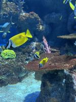 Aquarium, Sentosa, Singapur.jpeg