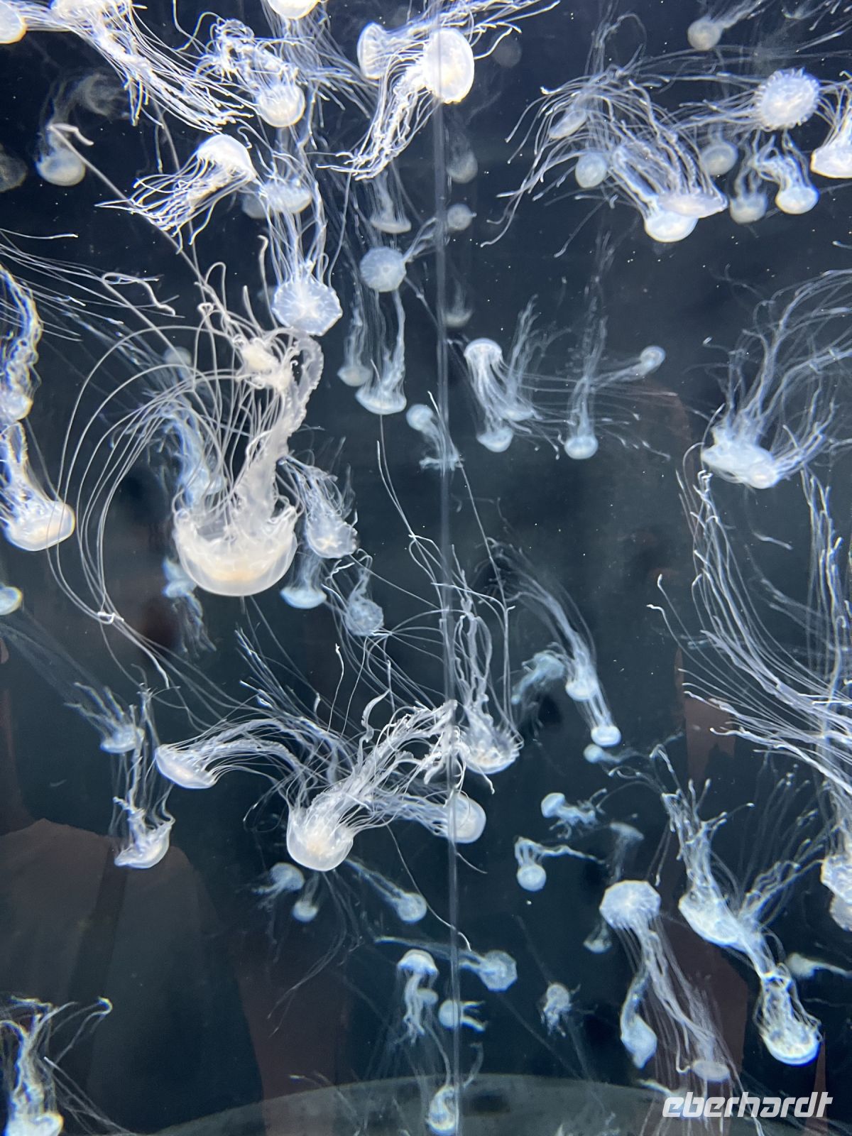 Quallen, Aquarium, Sentosa, Singapur.jpeg