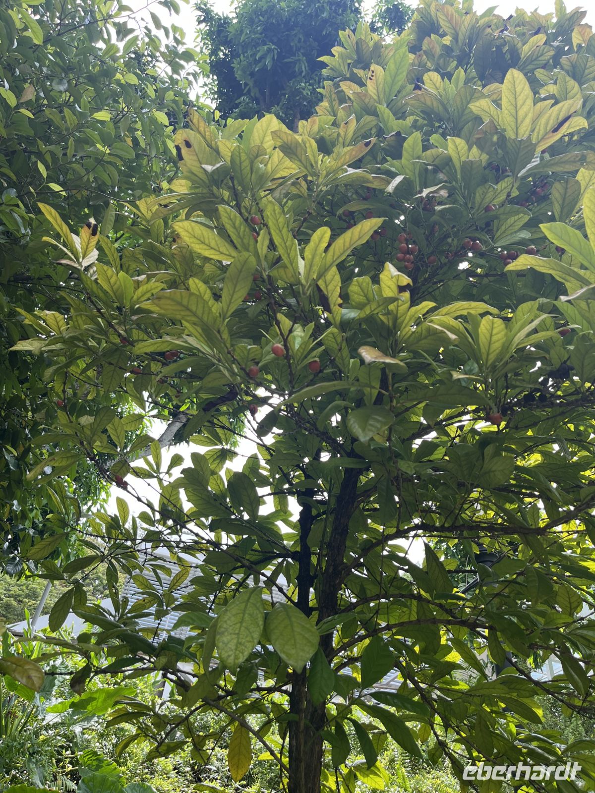 Gewürzgarten, Canning Rise, Singapur.jpeg