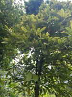 Gewürzgarten, Canning Rise, Singapur.jpeg