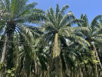 Palmölplantage, Malaysia.jpeg