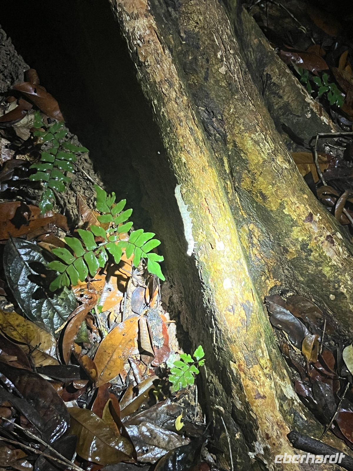 Nachtwanderung, Taman Negara, Malaysia.jpeg