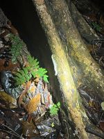 Nachtwanderung, Taman Negara, Malaysia.jpeg