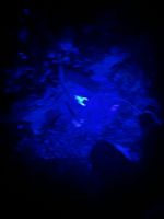 Nachtwanderung, Taman Negara, Malaysia.jpeg