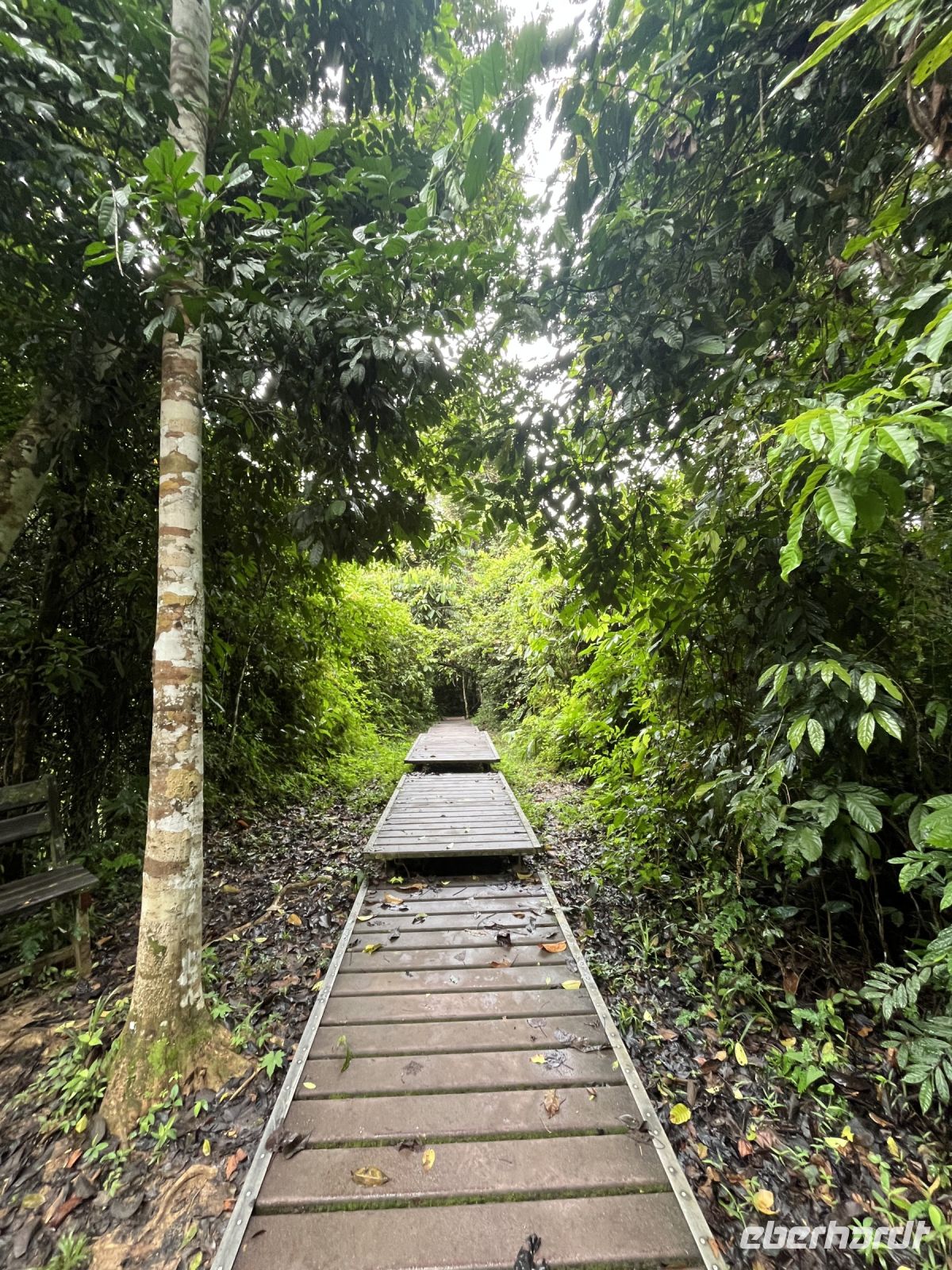 Wanderung, Taman Negara, Malaysia.jpeg