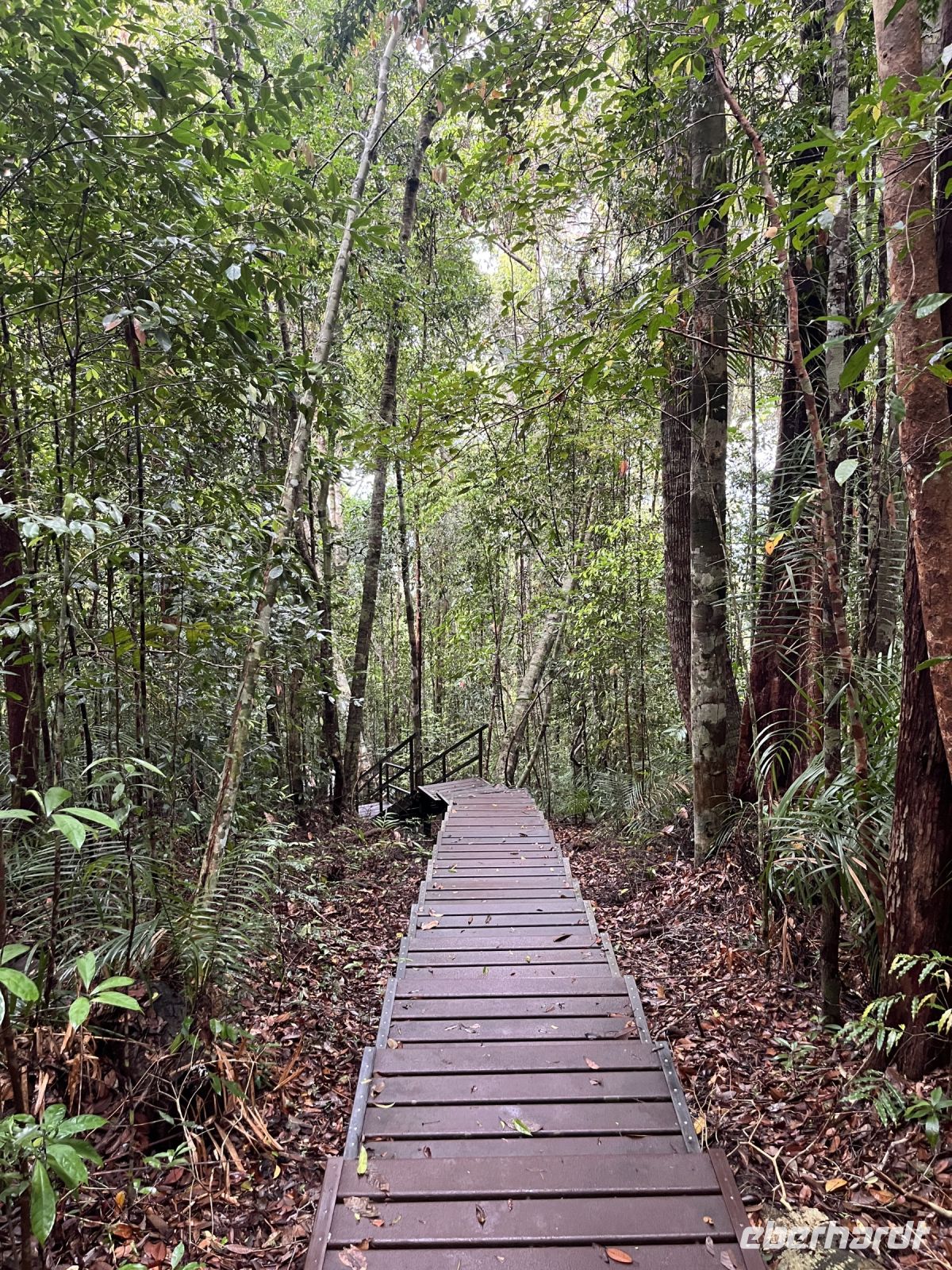 Wanderung, Taman Negara, Malaysia.jpeg
