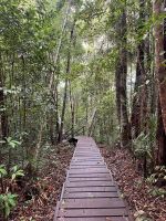 Wanderung, Taman Negara, Malaysia.jpeg