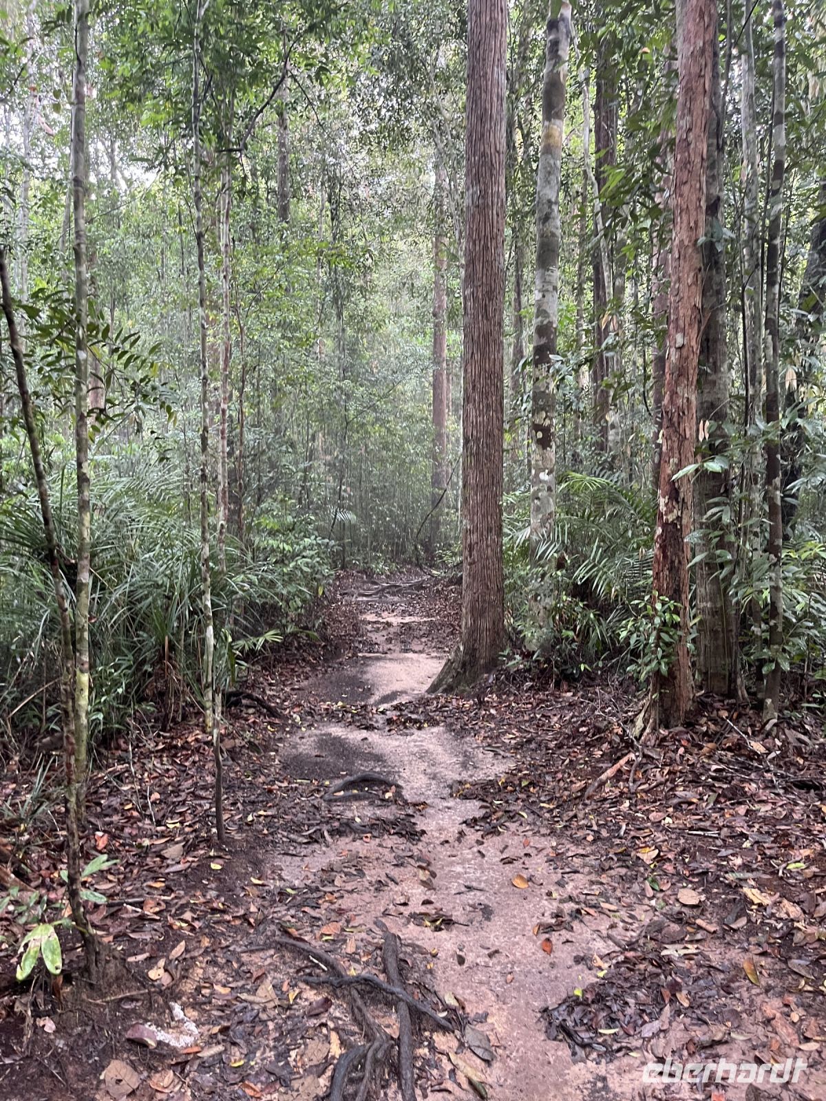 Wanderung, Taman Negara, Malaysia.jpeg