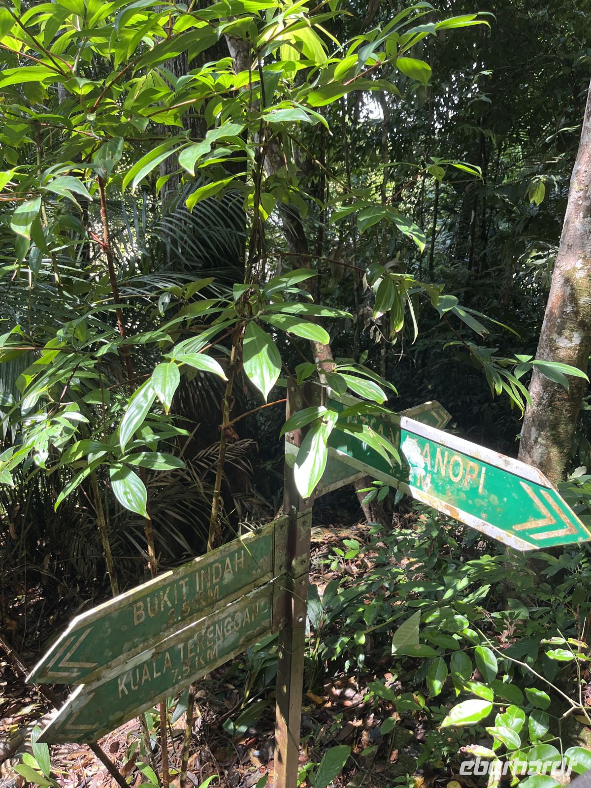 Wanderung, Taman Negara, Malaysia.jpeg