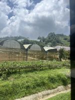 Gewächshäuser, Cameron Highlands, Malaysia.jpeg