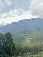 Teeplantage, Cameron Highlands, Malaysia.jpeg