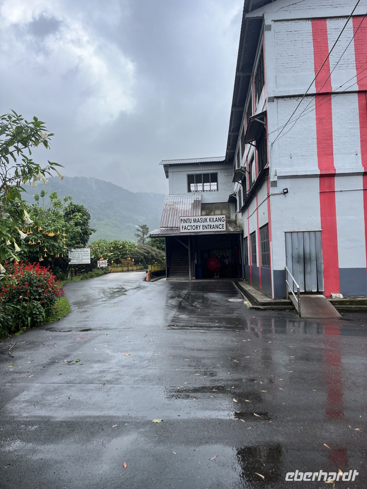 Teeplantage, Cameron Highlands, Malaysia.jpeg