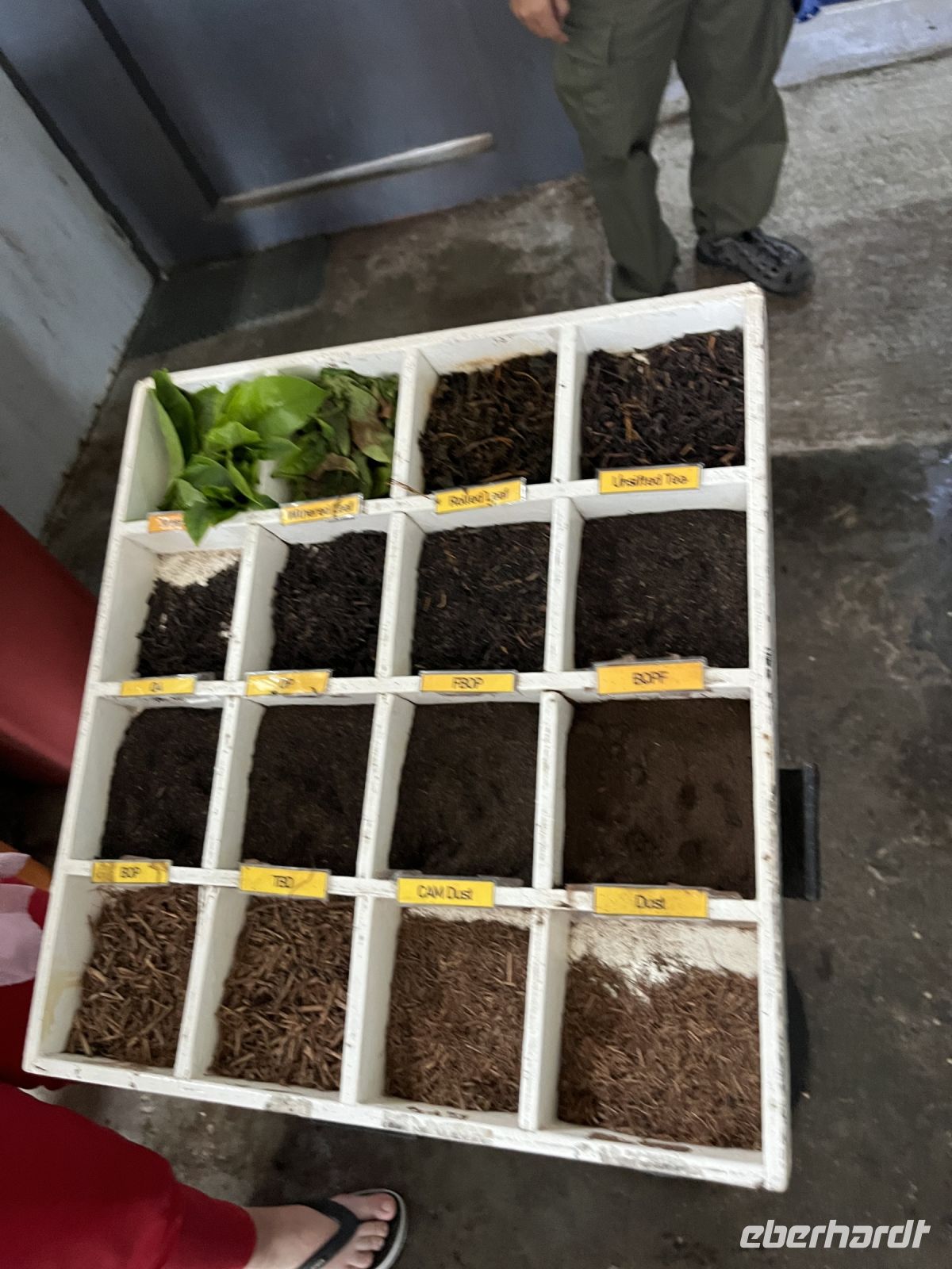 Teeplantage, Cameron Highlands, Malaysia.jpeg