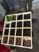 Teeplantage, Cameron Highlands, Malaysia.jpeg