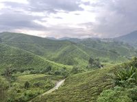 Teeplantage, Cameron Highlands, Malaysia.jpeg