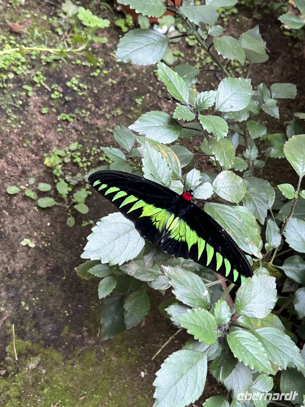 Schmetterling, Cameron Highlands, Malaysia.jpeg