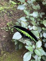 Schmetterling, Cameron Highlands, Malaysia.jpeg