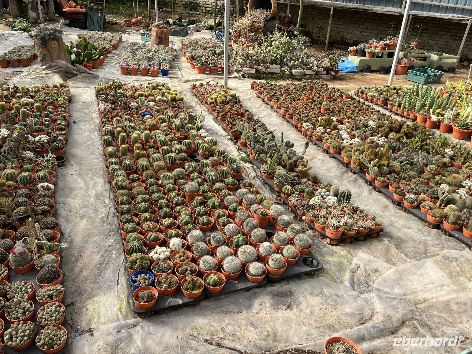 Gewächshaus, Cameron Highlands, Malaysia.jpeg