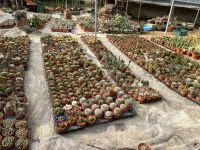 Gewächshaus, Cameron Highlands, Malaysia.jpeg