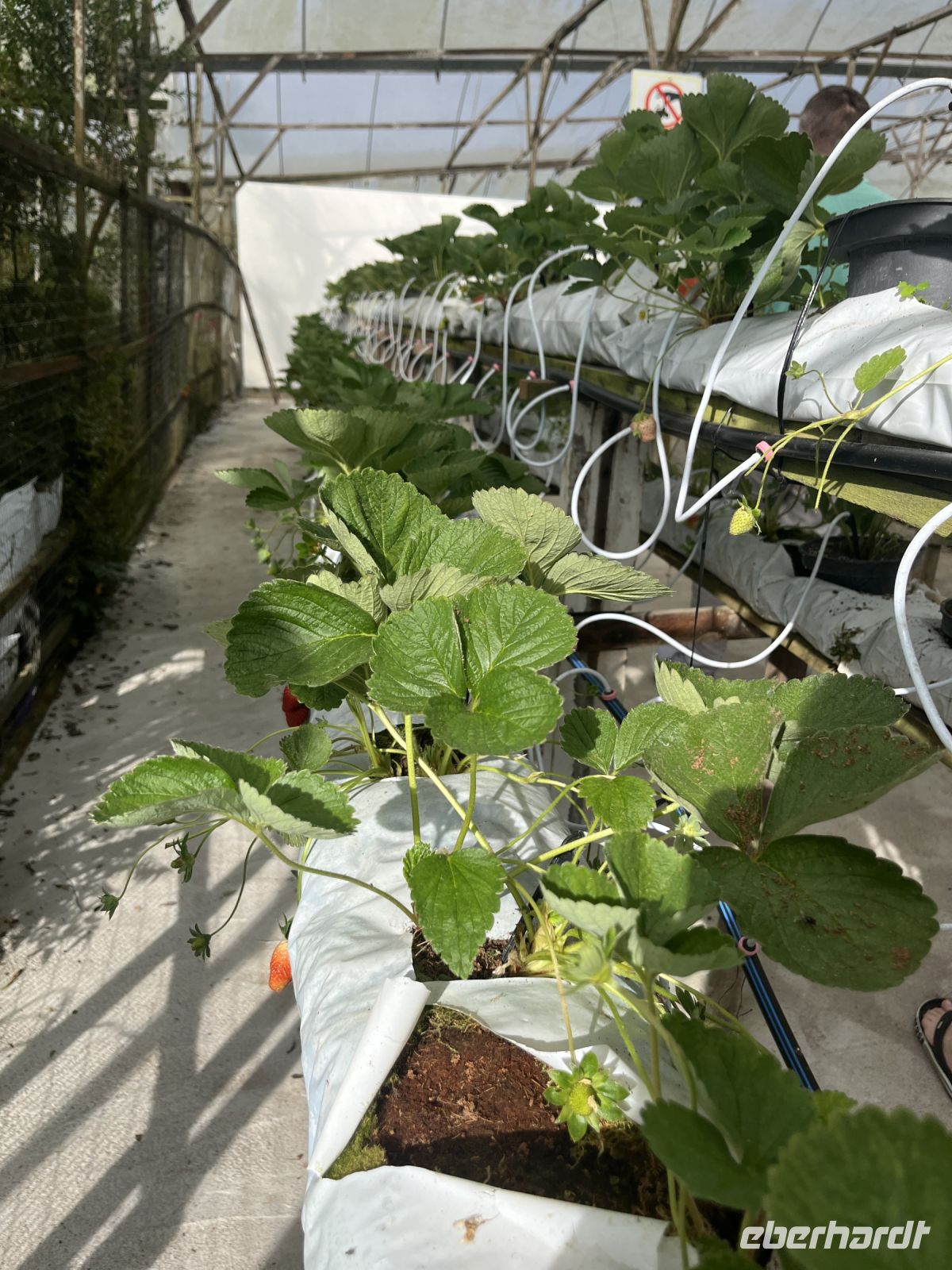 Erdbeerfarm, Cameron Highlands, Malaysia.jpeg